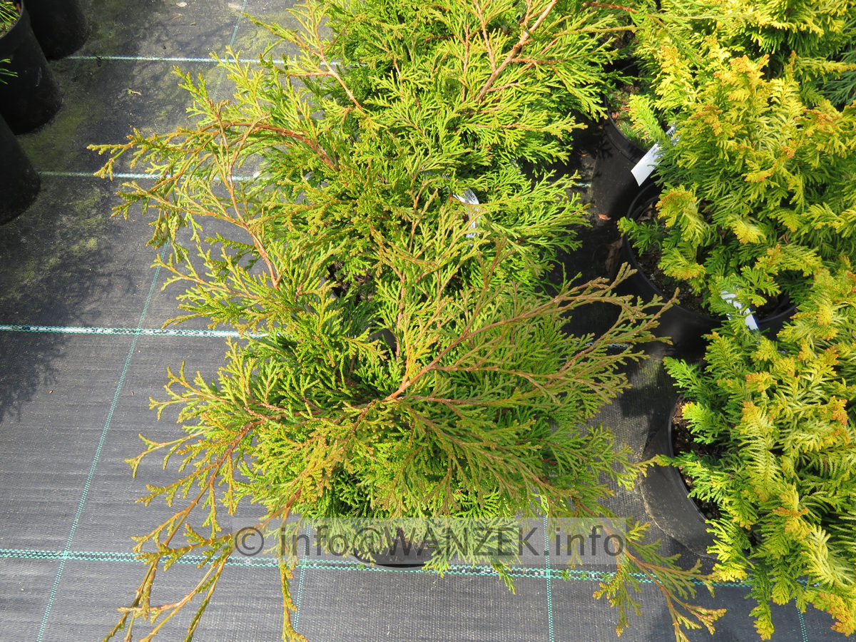 Chamaecyparis obtusa Pygmaea.JPG